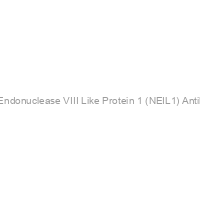 Nei Endonuclease VIII Like Protein 1 (NEIL1) Antibody